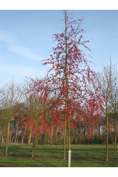 Красные плоды яблони Red Sentinel в осеннем саду.